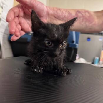 Golem -  Domestic Medium Hair Cat for Adoption in Green Forest, Arkansas - Golem | PetCurious