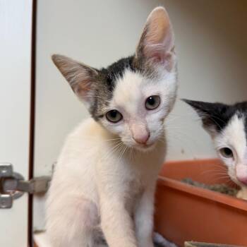 Nebula -  Domestic Short Hair Cat for Adoption in South Elgin, Illinois - Nebula | PetCurious