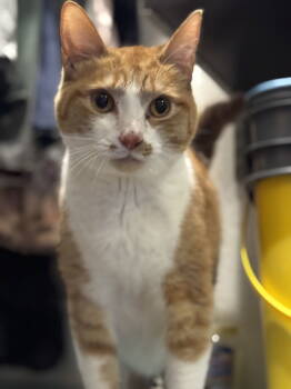 Rescue Domestic Short Hair Cats for Adoption in Vacaville, California - Lana | PetCurious