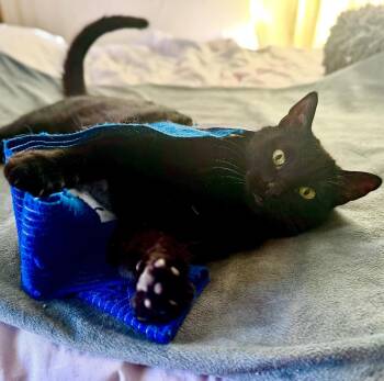 Domestic Short Hair Cats Available for Adoption - Crinkle | PetCurious