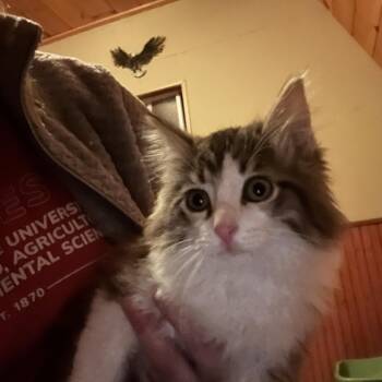 American Shorthair Cats Available for Adoption in Ashland, Ohio - Biscuit | PetCurious