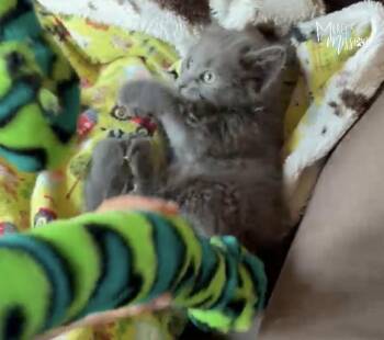 Popcorn -  Domestic Long Hair Cat for Adoption in Spokane, Washington - Popcorn | PetCurious
