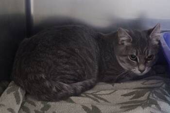 Rescue Domestic Short Hair Cats for Adoption in Willmar, Minnesota - Shorty | PetCurious