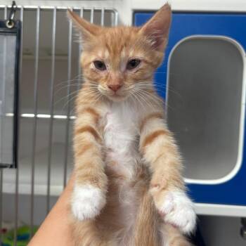 Domestic Short Hair Cats Available for Adoption in Riverside, California - Donut | PetCurious