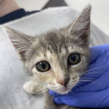 Daisy -  Domestic Short Hair Cat for Adoption in Lakewood, California - Daisy | PetCurious