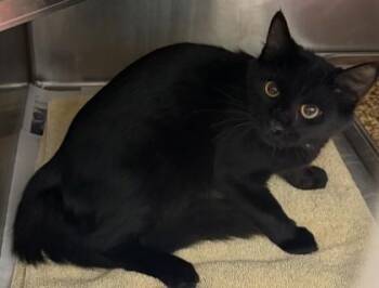 Cafree -  Domestic Short Hair Cat for Adoption in Chamblee, Georgia - Cafree | PetCurious