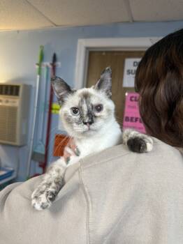 Rescue Domestic Short Hair Cats for Adoption in West Mifflin, Pennsylvania - The Bride | PetCurious