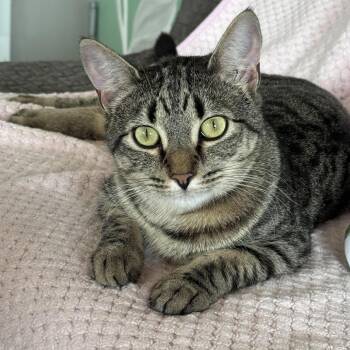 Domestic Medium Hair Cats Available for Adoption in Chapel Hill, North Carolina - Tommy | PetCurious