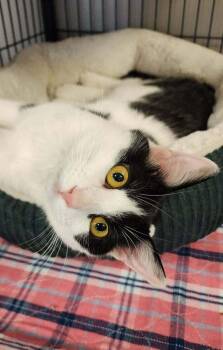 Domestic Short Hair Cats Available for Adoption - Meerkat | PetCurious