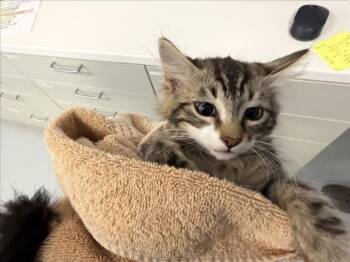 FADDLE -  Domestic Short Hair Cat for Adoption in Santa Fe, New Mexico - FADDLE | PetCurious