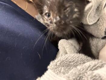 BEANIE -  Domestic Short Hair Cat for Adoption in Riverside, California - BEANIE | PetCurious