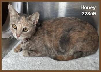 HONEY (see also SUGAR and SPICE) -  Domestic Short Hair and Dilute Tortoiseshell Cat for Adoption in Marietta, Georgia - HONEY (see Also SUGAR And SPICE) | PetCurious