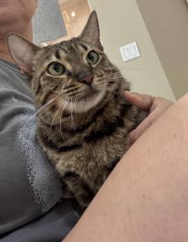Domestic Short Hair Cats Available for Adoption in Hopkinton, Massachusetts - Marleigh | PetCurious