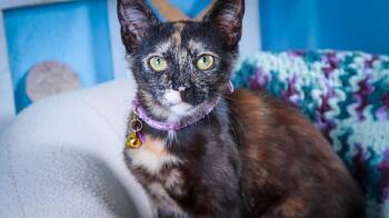 Feyre -  Tortoiseshell Cat for Adoption in Lucas, Texas - Feyre | PetCurious