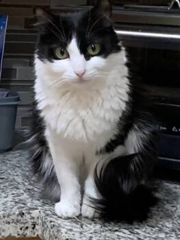 DESIERTO -  Domestic Short Hair Cat for Adoption in Joshua Tree, California - DESIERTO | PetCurious