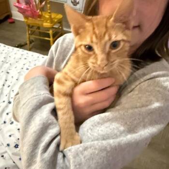 Firestar -  Domestic Short Hair Cat for Adoption in Daphne, Alabama - Firestar | PetCurious