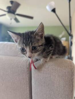 Quest -  Domestic Short Hair Cat for Adoption in Calgary, Alberta - Quest | PetCurious
