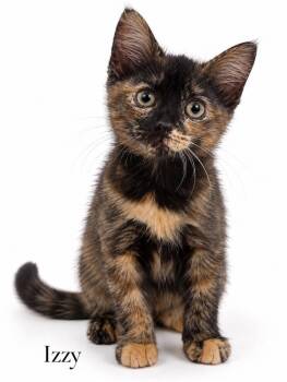 Izzy -  Domestic Short Hair Cat for Adoption in Stevensville, Michigan - Izzy | PetCurious