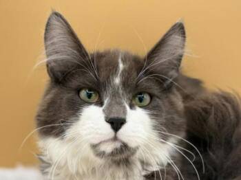 Baxter -  Domestic Medium Hair Cat for Adoption in Portland, Oregon - Baxter | PetCurious