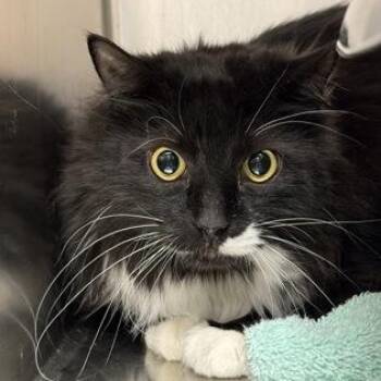Romeo -  Domestic Medium Hair Cat for Adoption in Worcester, Massachusetts - Romeo | PetCurious