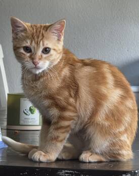 Fiona -  Domestic Short Hair Cat for Adoption in Fort Worth, Texas - Fiona | PetCurious