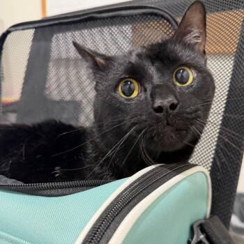 Knox -  Domestic Short Hair Cat for Adoption in Tampa, Florida - Knox | PetCurious
