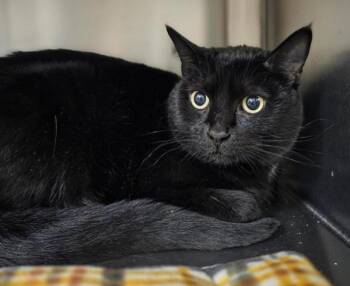 Beth -  Domestic Short Hair Cat for Adoption in Vancouver, Washington - Beth | PetCurious