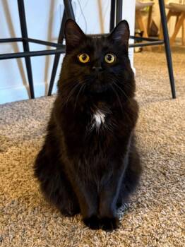 Albus -  Maine Coon and Domestic Medium Hair Cat Available for Adoption in Nashville, Tennessee - Albus | PetCurious