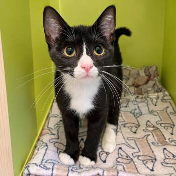 Kachow -  Domestic Short Hair Cat for Adoption in Pontiac, Michigan - Kachow | PetCurious
