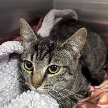 Domestic Short Hair Cats Available for Adoption - Frances -031301U | PetCurious