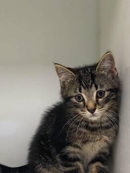 Matt -  Domestic Short Hair Cat for Adoption in Delson, Quebec - Matt | PetCurious