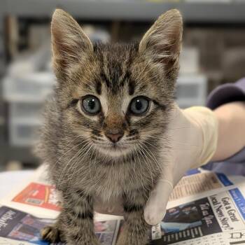 Walnut -  Domestic Short Hair Cat for Adoption in Houston, Texas - Walnut | PetCurious