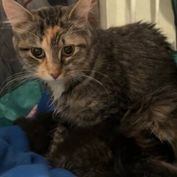 Dolly Parton -  Domestic Medium Hair Cat for Adoption in Kansas City, Missouri - Dolly Parton | PetCurious