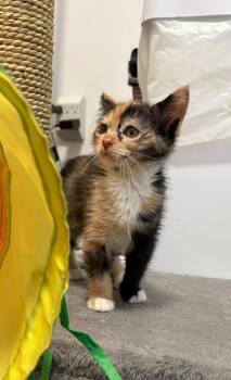 *Cannoli -  Domestic Short Hair Cat for Adoption in Newnan, Georgia - *Cannoli | PetCurious