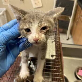 A614576 -  Domestic Short Hair Cat for Adoption in Modesto, California - A614576 | PetCurious