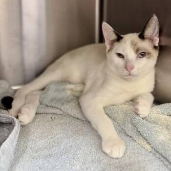 Cairo -  Snowshoe and Siamese Cat for Adoption in New Fairfield, Connecticut - Cairo | PetCurious