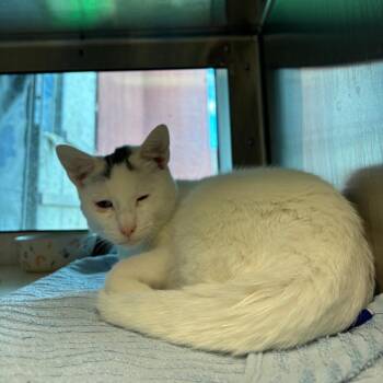 Ears -  Domestic Short Hair Cat for Adoption in Fairport, New York - Ears | PetCurious