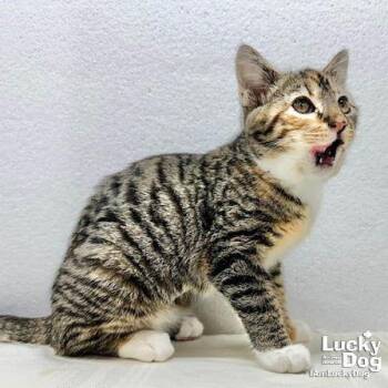 Domestic Short Hair Cats Available for Adoption - Yves | PetCurious
