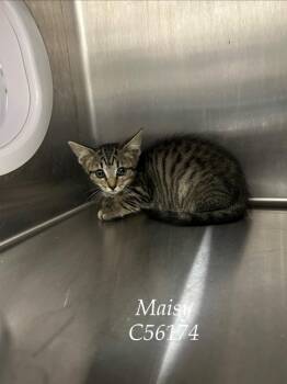 Maisy -  Domestic Short Hair Cat for Adoption in Clarksville, Tennessee - Maisy | PetCurious