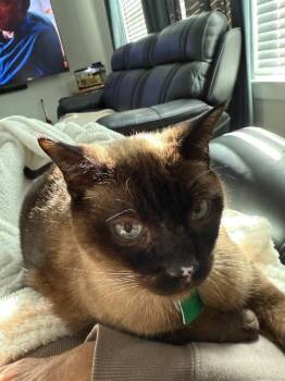 Siamese Cats Available for Adoption - Simon II | PetCurious