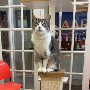 Rescue Domestic Short Hair Cats for Adoption in Magnolia, Texas - Astrid | PetCurious