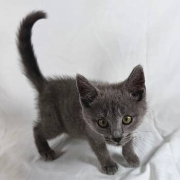 Callie -  Domestic Medium Hair Cat for Adoption in Johnson City, Tennessee - Callie | PetCurious