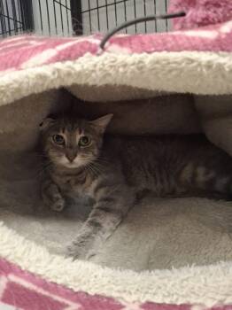 POPPY -  Domestic Short Hair Cat for Adoption in Ironwood, Michigan - POPPY | PetCurious