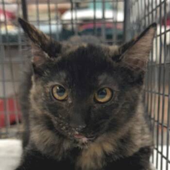 110933 -  Domestic Short Hair Cat for Adoption in Las Cruces, New Mexico - 110933 | PetCurious