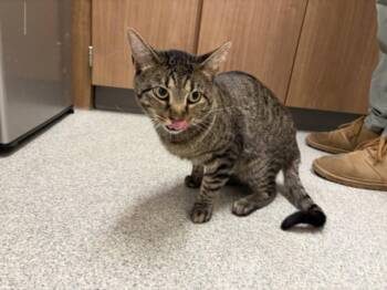 MONTEZ -  Domestic Short Hair Cat for Adoption in Loveland, Colorado - MONTEZ | PetCurious