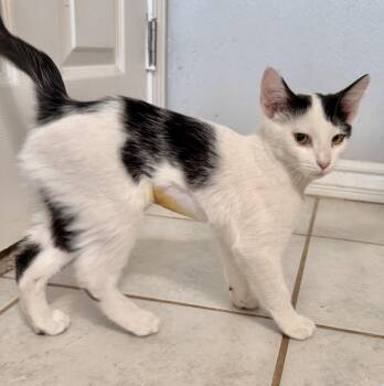 Akita -  Domestic Short Hair Cat for Adoption in Sonora, California - Akita | PetCurious