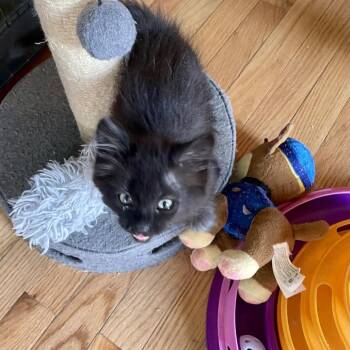 Christopher Miller -  Domestic Long Hair Cat for Adoption in Woodstock, Virginia - Christopher Miller | PetCurious