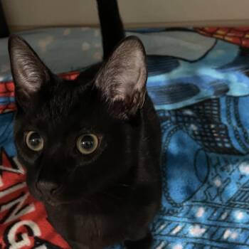 Spike -  Domestic Short Hair Cat for Adoption in Fairmont, West Virginia - Spike | PetCurious