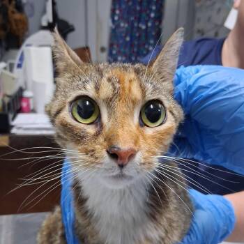 Desiree -  Domestic Short Hair Cat for Adoption in Summerville, South Carolina - Desiree | PetCurious