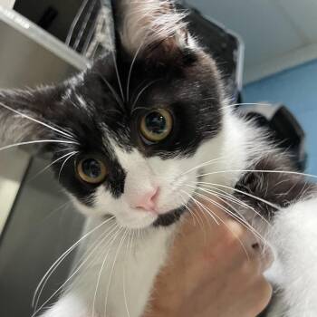 KiKi -  Domestic Short Hair Cat for Adoption in Newport, North Carolina - KiKi | PetCurious